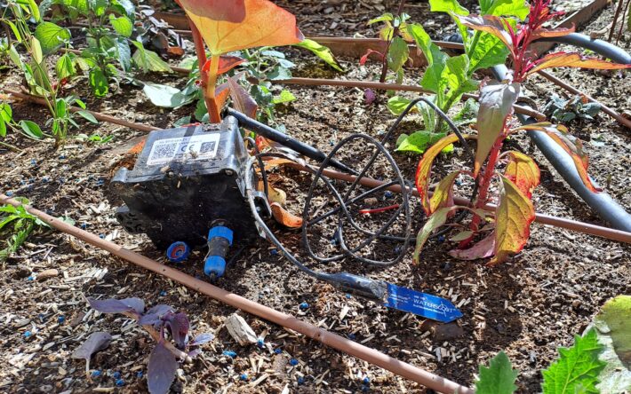 Les sondes d’humidité sont positionnées au niveau de la racine des plants - Crédit photo : ville de Martigues